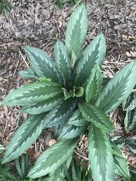 Image result for Kaempferia