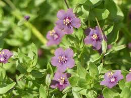 Image result for Lysimachia arvensis