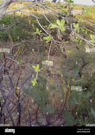 Image result for Pavetta eylesii