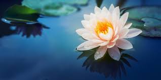 260 likes · 1 talking about this. Lo Straordinario Ritorno Dei Fiori Di Loto In Thailandia Foto E Video Greenme