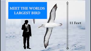 Measuring from 2.51 to 3.7 m (8 feet 3 inches to 12 feet 2 inches), wandering albatross (diomedea exulans) has the largest wingspan of any bird. Meet The Worlds Biggest Flying Bird Albatross Youtube