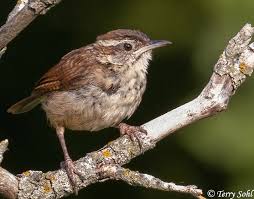 The northern edge of this species' range varies over time: Carolina Wren South Dakota Birds And Birding