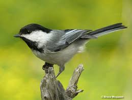 The practice of choosing a bird as a state emblem started in 1927 with texas and maine being among the first to pick a bird. Massachusetts Birding Information