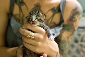 10 Crucial Steps To Take To Save An Abandoned Newborn Kitten Goruntuler Ile Hayvanlar