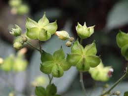 Image result for Wissadula