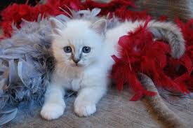 Oh So Sweet Blue Tabby Birman Kitten Cute Baby Animals Birman Kittens Baby Animals