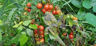 Those are the plus points in their favour, the minus points are that the tomatoes take longer to mature and the plants take up more room. Growing Tomatoes Outdoors Varieties To Try The Tea Break Gardener