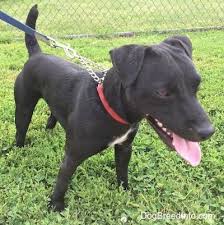 Front Side View A Black With White Patterdale Terrier Is Wearing A Red Collar Standing In Grass Looking To T Patterdale Terrier Dog Breeds Terrier Dog Breeds