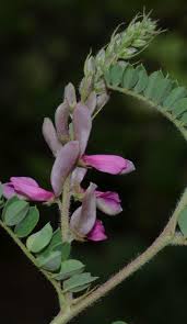 Image result for Indigofera sordida