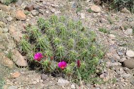 Echinocereus Enneacanthus Mexico Chihuahua Bachimba More Pictures At Http Www Echinocereus De Cacti And Succulents Beautiful Flowers Cactus