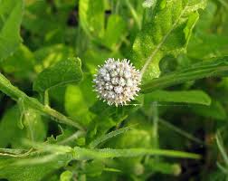Image result for Sphaeranthus gomphrenoides