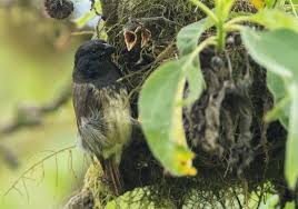 We did not find results for: Hoherer Bruterfolg Fur Altere Darwinfinken Mannchen Ethologisch
