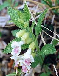 Melisse Sauvage Melitte A Feuilles De Melisse Melittis Melissophyllum Le Jardin Du Pic Vert Plantes Sauvages Comestibles Plantes Comestibles Fleurs
