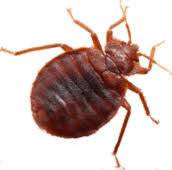 Companies offering pest control near hamilton, canada. Pest Control In Hamilton Guaranteed Exterminator Services