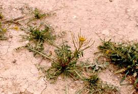 Image result for Sisymbrium orientale