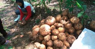 Pemerintah berencana memberlakukan pajak pertambahan nilai di sektor pendidikan hingga kebutuhan bahan pokok.ternyata kebijakan pemerintah ini bisa memberikan dampak sosial ke masyarakat. Hilirisasi Sektor Agro Kemenperin Pecut Inovasi Produk Turunan Porang