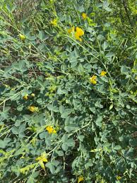 Image result for Crotalaria laburnifolia