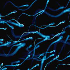 Yes Sperm Counts May Be Dropping But It S Not Time To Panic Yet The Verge