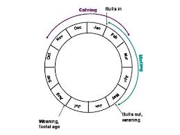 Seasonal Mating Futurebeef