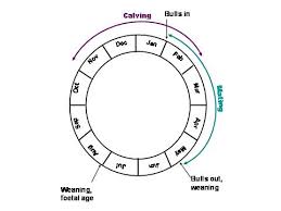 Seasonal Mating Futurebeef