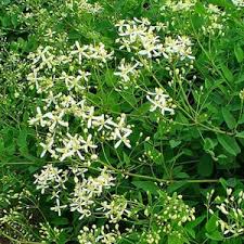Image result for Clematis recta atropurpurea