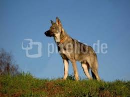 Die rasse marxdorfer wolfshund gibt es noch nicht lange. Kostenloses Foto Marxdorfer Wolfshund Pixelio De