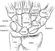Image result for Normal Anatomic Position of the Hand and Wrist