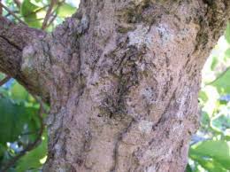 Image result for Vangueria