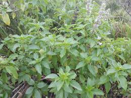 Image result for Ocimum fimbriatum