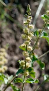 Image result for Pupalia micrantha