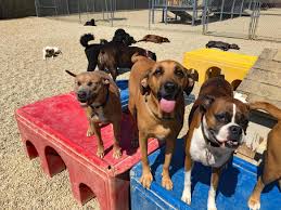 Maybe you would like to learn more about one of these? Paradise Pet Hotel Day Spa Bloomington Il Daycare Boarding Grooming For Dogs And Cats
