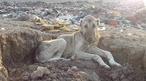 Maybe you would like to learn more about one of these? Abandoned Dog Found Waiting To Die In Trash Recovering As Part Of Rescue Efforts To Save More Than 800 Landfill Dogs From Freezing To Death Caters News Agency