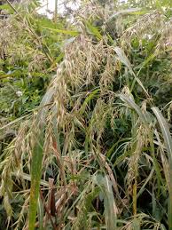 Image result for Hyparrhenia tamba