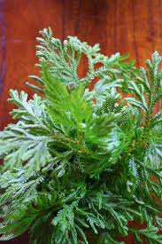 Image result for Selaginella nivea