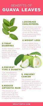 20 Benefits And Medicinal Uses Of Guava Leaves You Never Knew Guava Benefits Guava Leaves Health