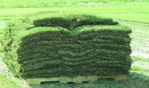 Diy or hire a pro? Bermuda Sod Everything You Need To Know