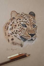 Amur Leopard Coloured Pencil Print Limited Edition Wall Etsy In 2021 Realistic Animal Drawings Animal Drawings Leopard Art