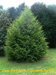 Canadian Hemlock