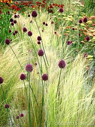 Wild Flowers Grasses Garden Plants Plant Combinations