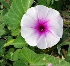 Image result for Ipomoea aquatica