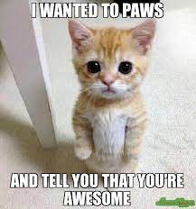 Best memes of 2019 most popular viral memes of the year. I Wanted To Paws And Tell You That You Re Awesome Meme Kitten Timesheet Cat Birthday Memes Cat Memes Funny Cat Photos