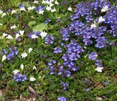 Learn about invasive plants, like japanese pachysandra with its white flowers or vinca minor with its glossy green leaves and violet blooms, to avoid as ground covers. Ground Cover Veronicas Wisconsin Horticulture