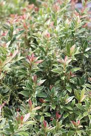 Image result for Pieris japonský little heath obrázek