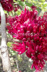 Image result for Schotia capitata