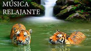3 hour relaxing guitar music: Musica Relajante Y Animales En La Naturaleza Youtube