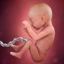26 Wochen Schwanger Babycenter