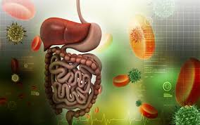 Digestive Wellness