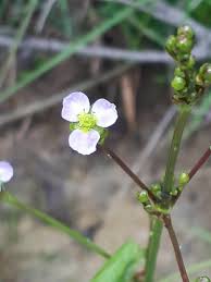 Image result for Alisma plantago-aquatica