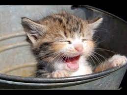 Kittens Meowing A Cats Meowing Compilation Cute Youtube Kitten Meowing Kittens Cats