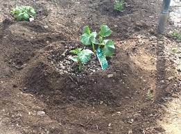 My last bill was wrong. When Planting My Cucumbers Squash Or Zucchini I Like To Pull In The Soil And Make A Mound Or Hill Loaded With Amenities Holds Cucumber Plant Plants Garden
